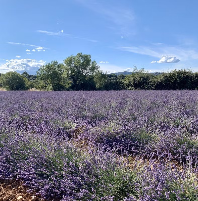 Solhöjdens Tvålmakeri i Provence