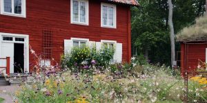 Äppeldag på Linnés Hammarby 27 september