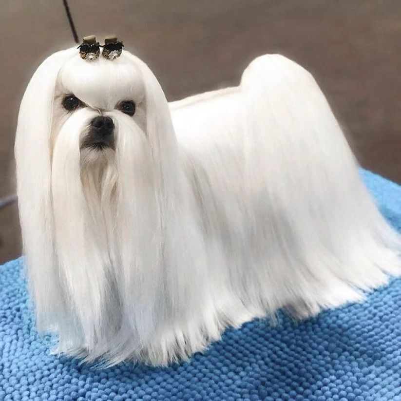 So Posh - I’m So Silky (Silk Protein Shampoo)