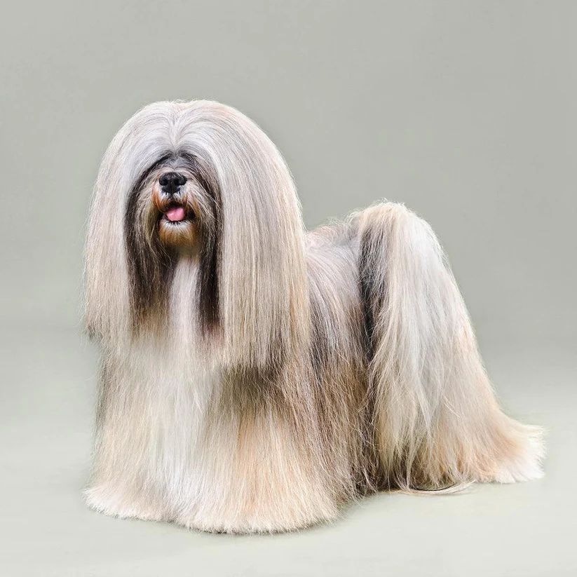 So Posh - I’m So Silky (Silk Protein Shampoo)