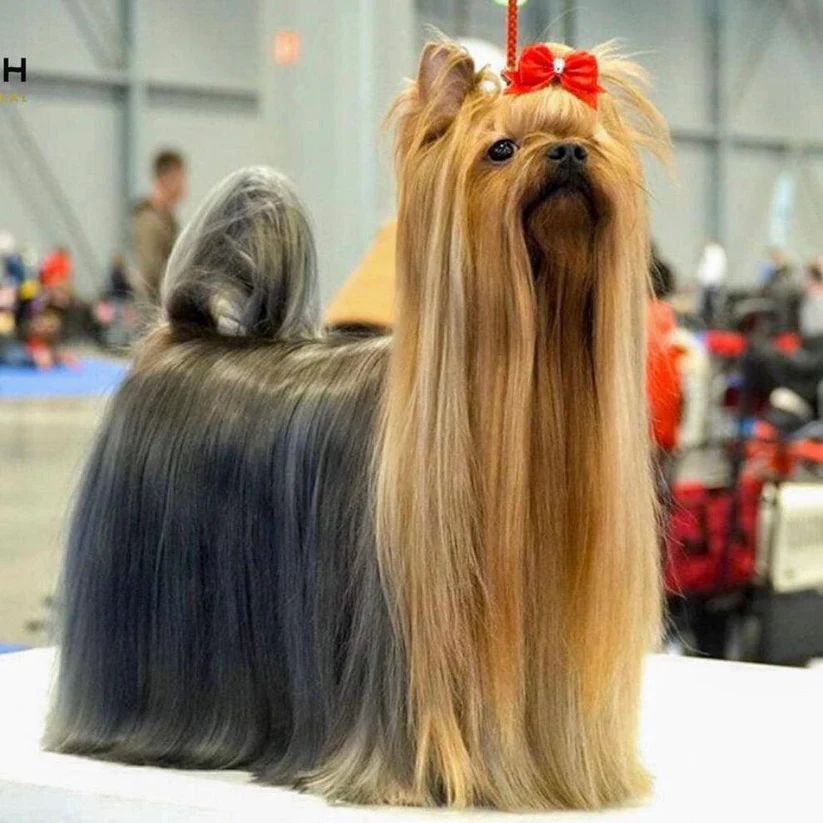 So Posh - I’m So Silky (Silk Protein Shampoo)