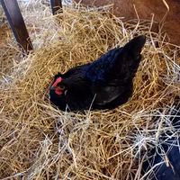 Ägg 20 st i presentkorg, frigående höns ute/inne, Björkbacka Gård