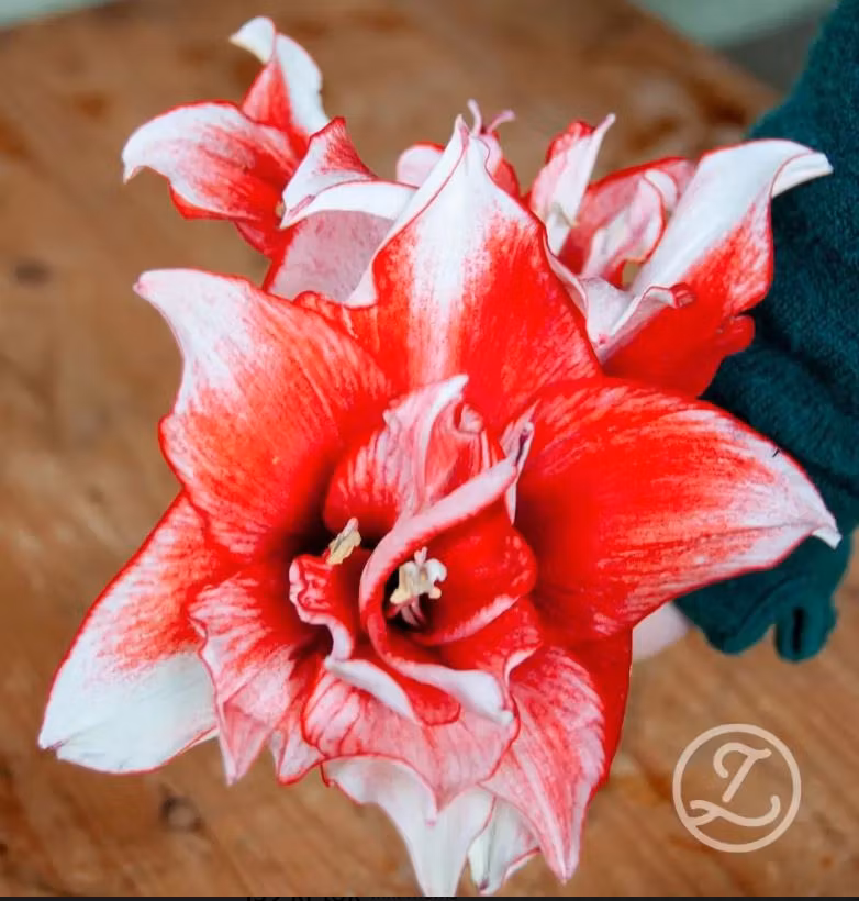 Amaryllis jumbo sättlök, Flamed Amadeus