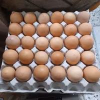 Ägg, frigående höns ute/inne, Björkbacka Gård