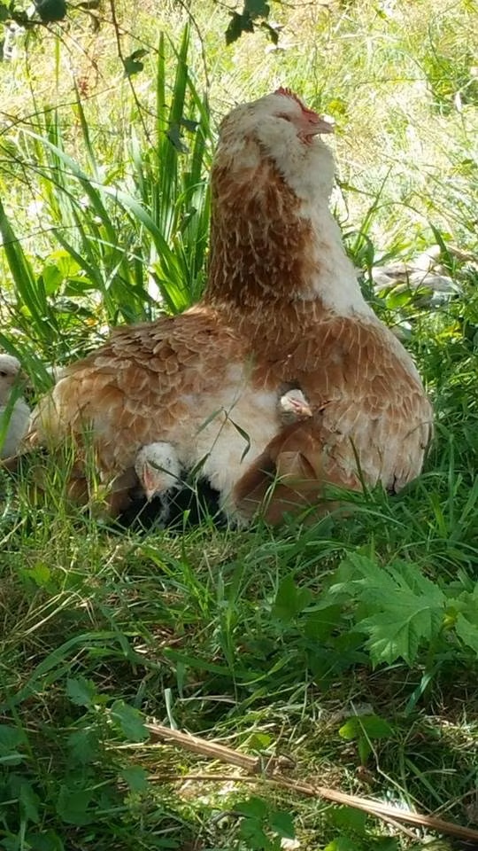 Ägg, frigående höns ute/inne, Björkbacka Gård
