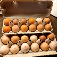 Ägg 12-pack, frigående höns ute/inne, Björkbacka Gård