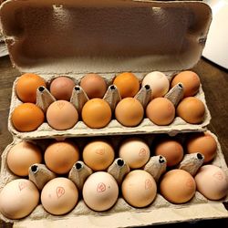 Ägg 12-pack, frigående höns ute/inne, Björkbacka Gård