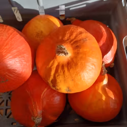 Pumpa Hokkaido, obesprutad, Björkbacka Gård