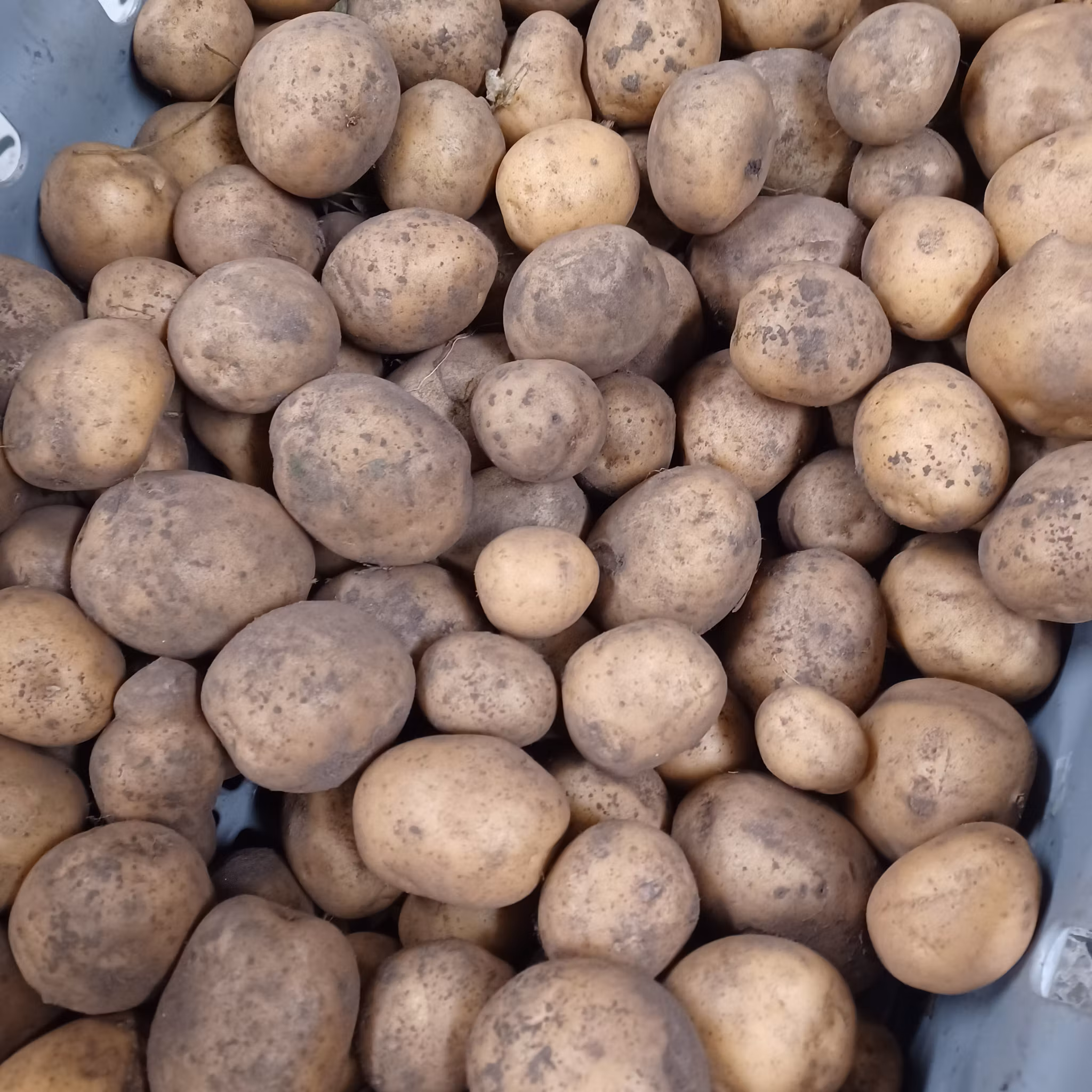 Potatis Solist, fast, 1kg