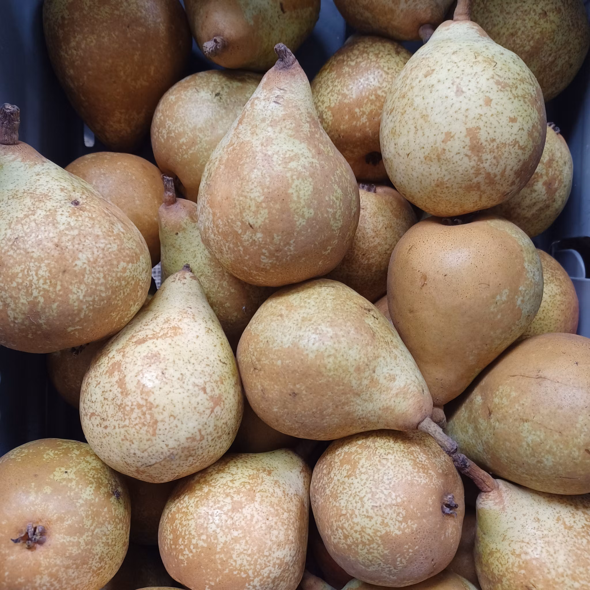 Päron Carola ca 1kg, Ädlakull