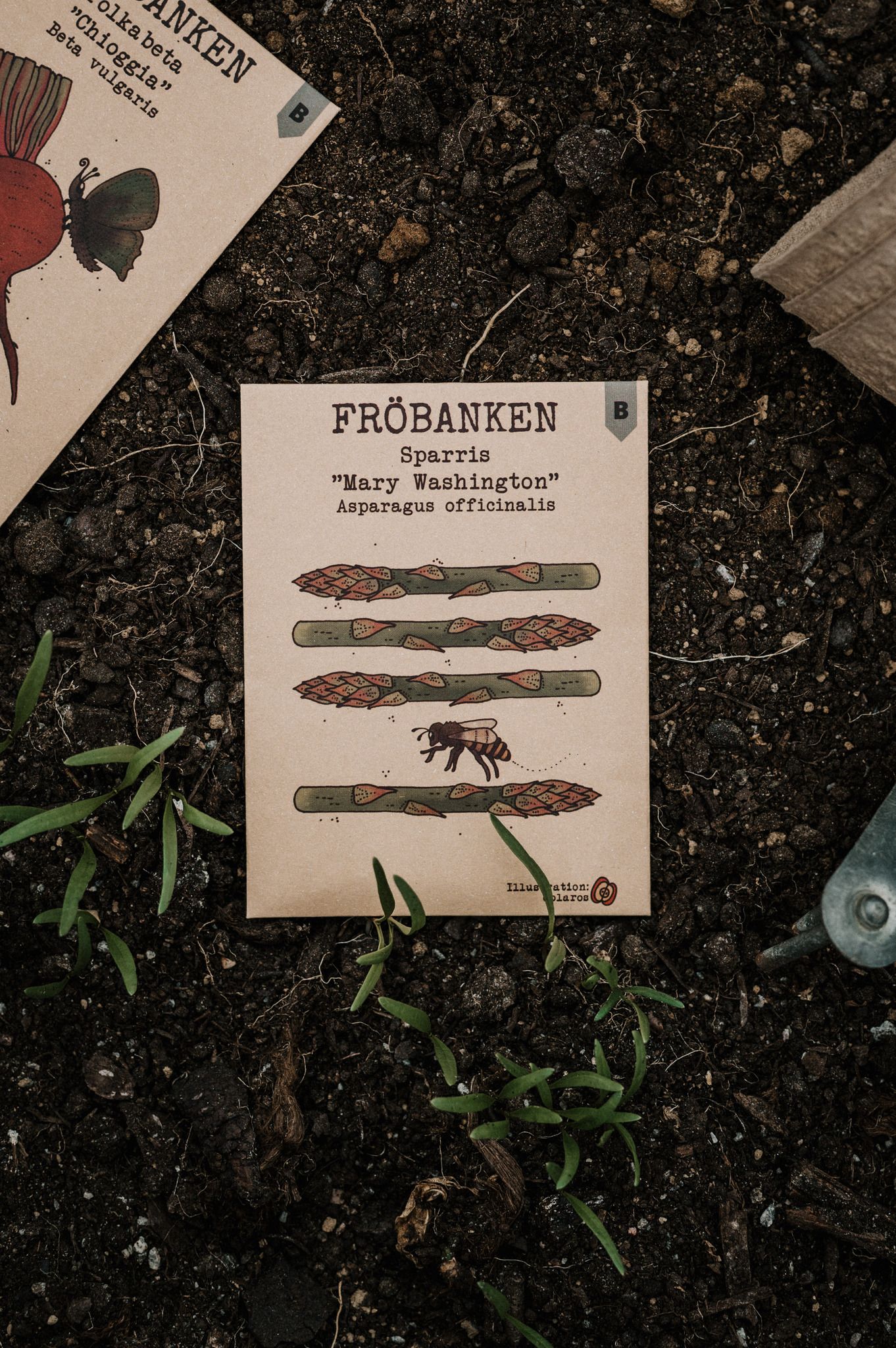 Sparris 'Mary Washington', Fröbanken