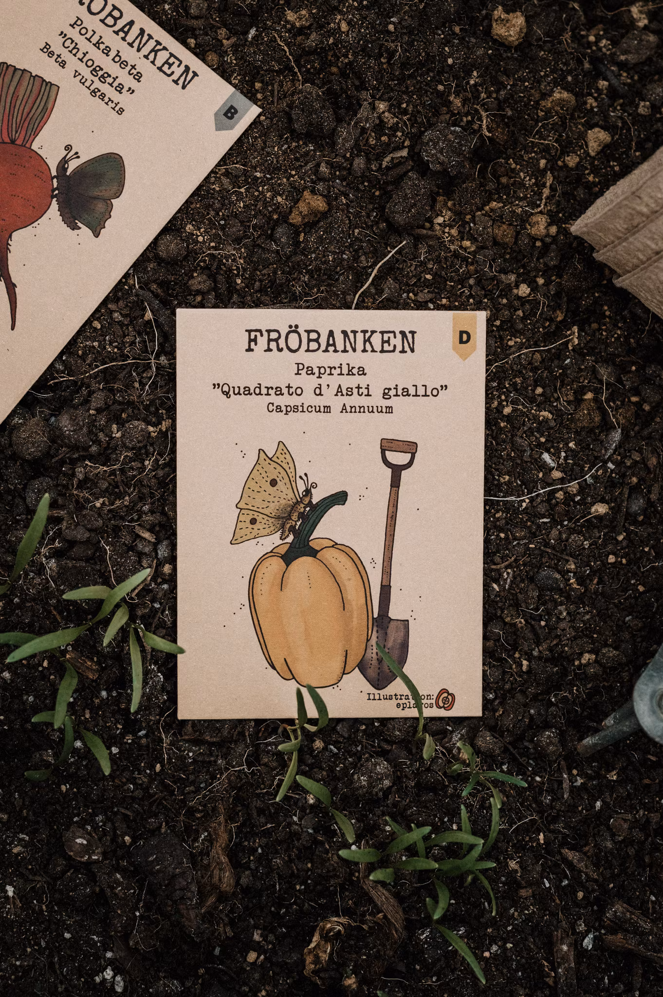 Paprika 'Quadrato d'Asti giallo', Fröbanken
