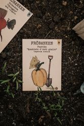 Paprika 'Quadrato d'Asti giallo', Fröbanken