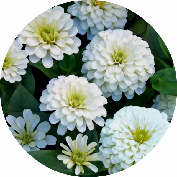 Zinnia 'Polar Bear', Fröbanken
