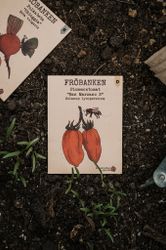 Tomat, plommon 'San Marzano 2', Fröbanken