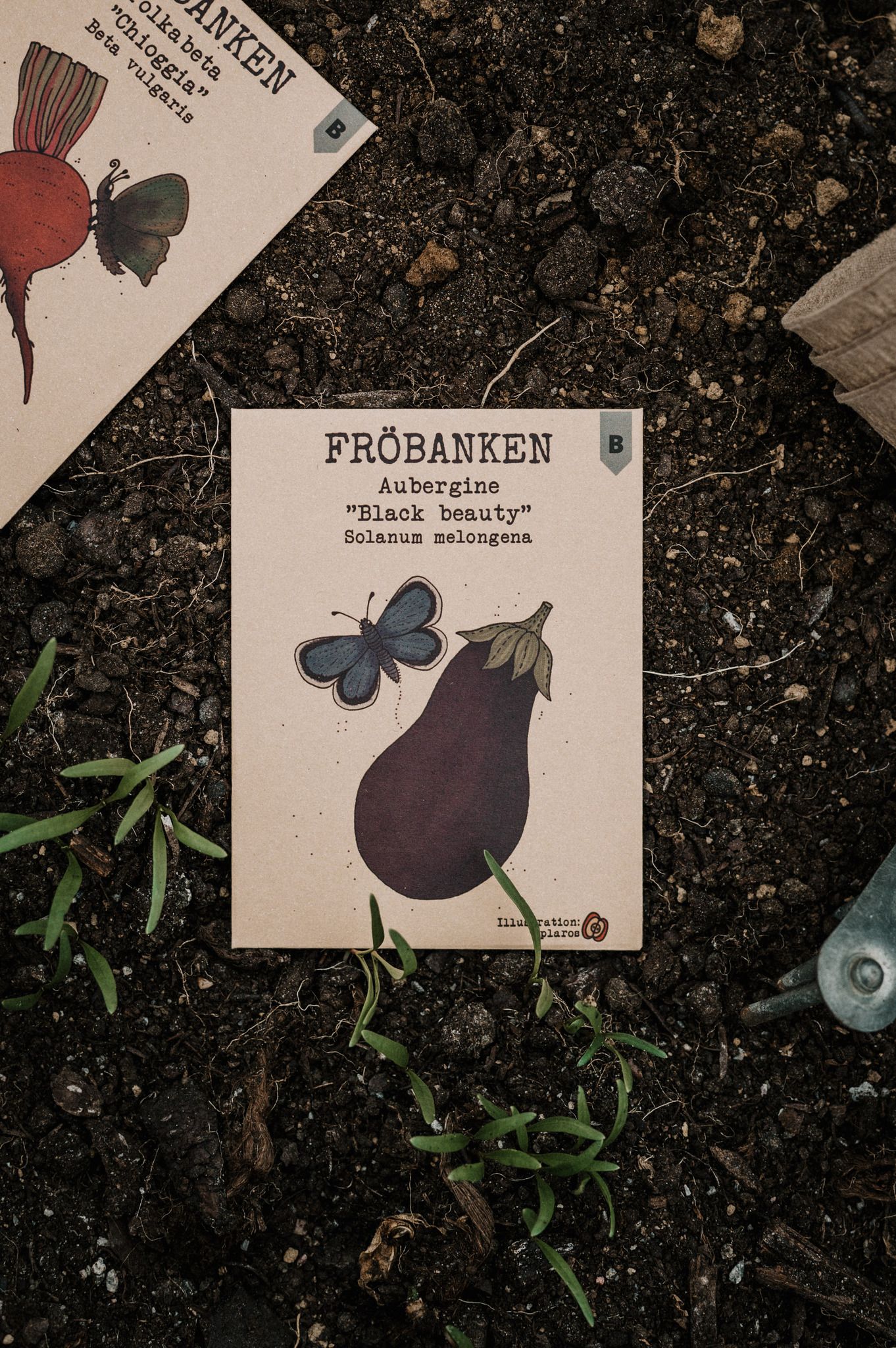 Aubergine 'Black Beauty', Fröbanken