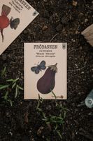 Aubergine 'Black Beauty', Fröbanken