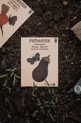 Aubergine 'Black Beauty', Fröbanken