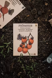 Tomat Piennolo 'Principe Borghese', Fröbanken