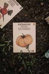 Bifftomat 'Gul Brandywine', Fröbanken