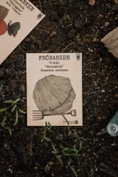 Vitkål 'Brunswick', Fröbanken