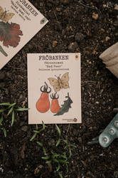 Tomat, Päron 'Red Pear', Fröbanken
