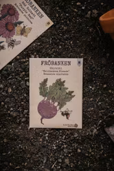 Kålrabbi 'Delikatess Blauer', Fröbanken