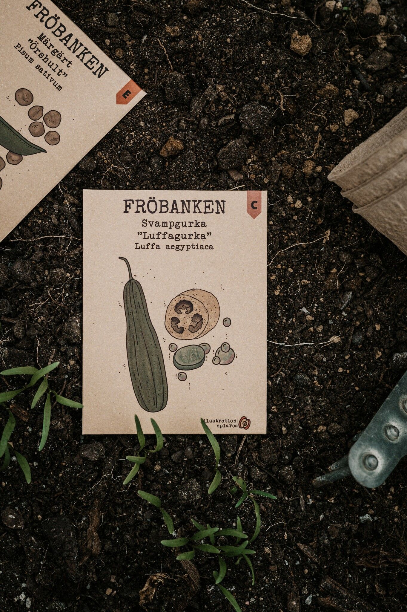 Loofah, svampgurka 'Luffagurka', Fröbanken