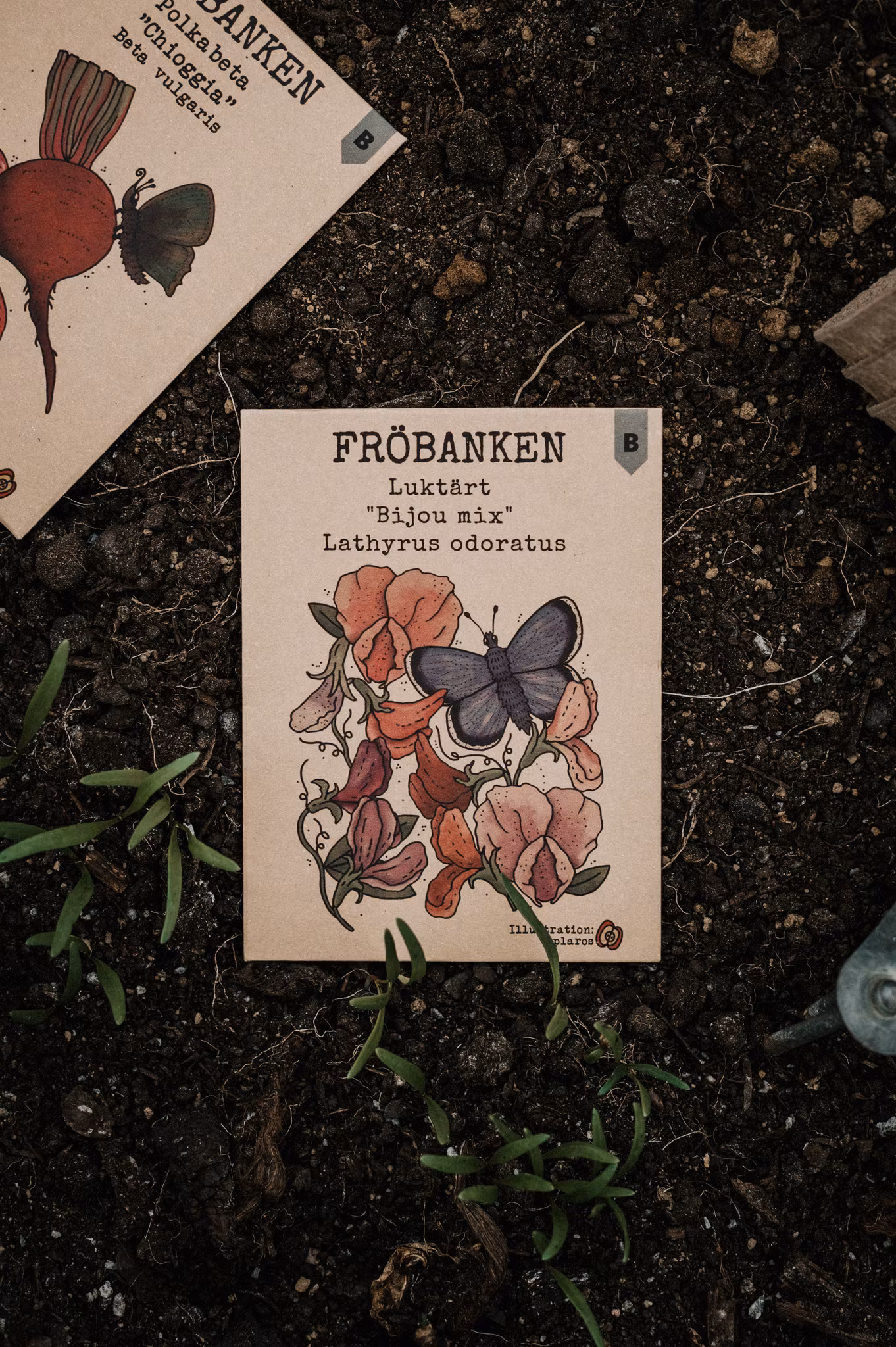 Luktärt 'Bijou Mix', Fröbanken