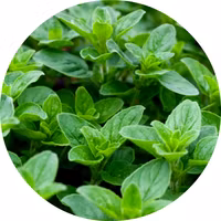 Oregano 'Grekisk', Fröbanken