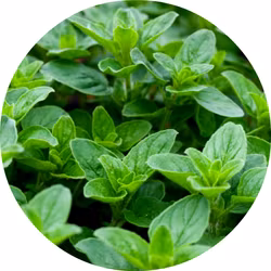 Oregano 'Grekisk', Fröbanken