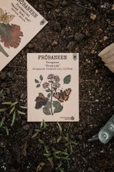 Oregano 'Grekisk', Fröbanken