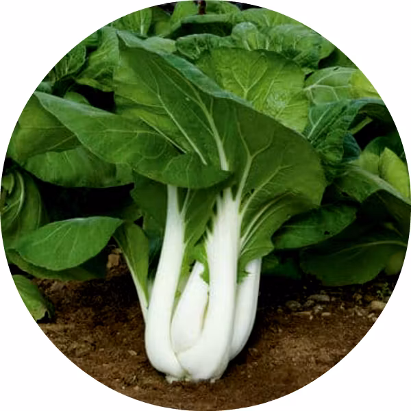 Pak choi 'White stem', Fröbanken