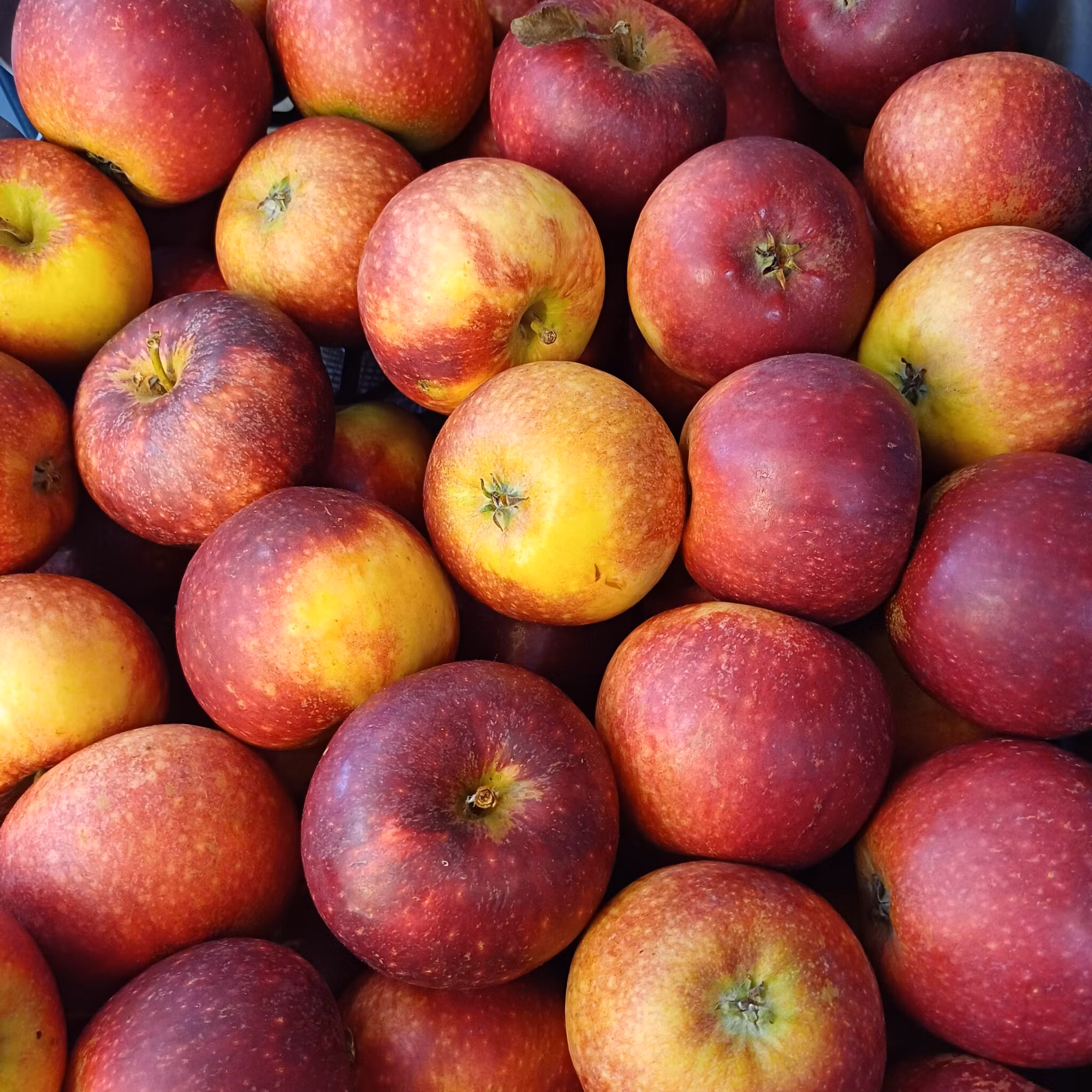 Äpple Ingrid Marie ca 1kg, Ädlakull
