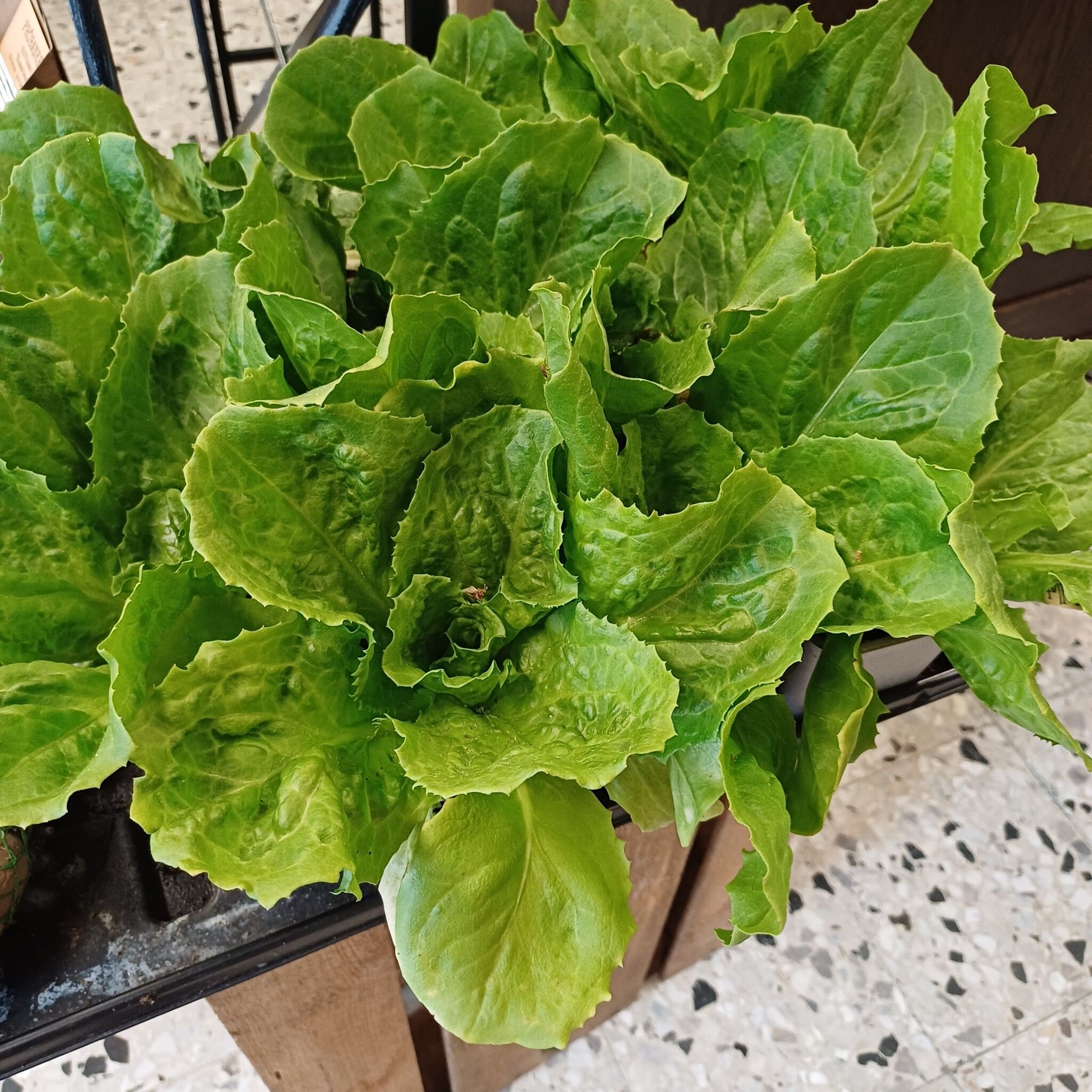 Sallat i kruka, Escarole, Björkbacka Gård