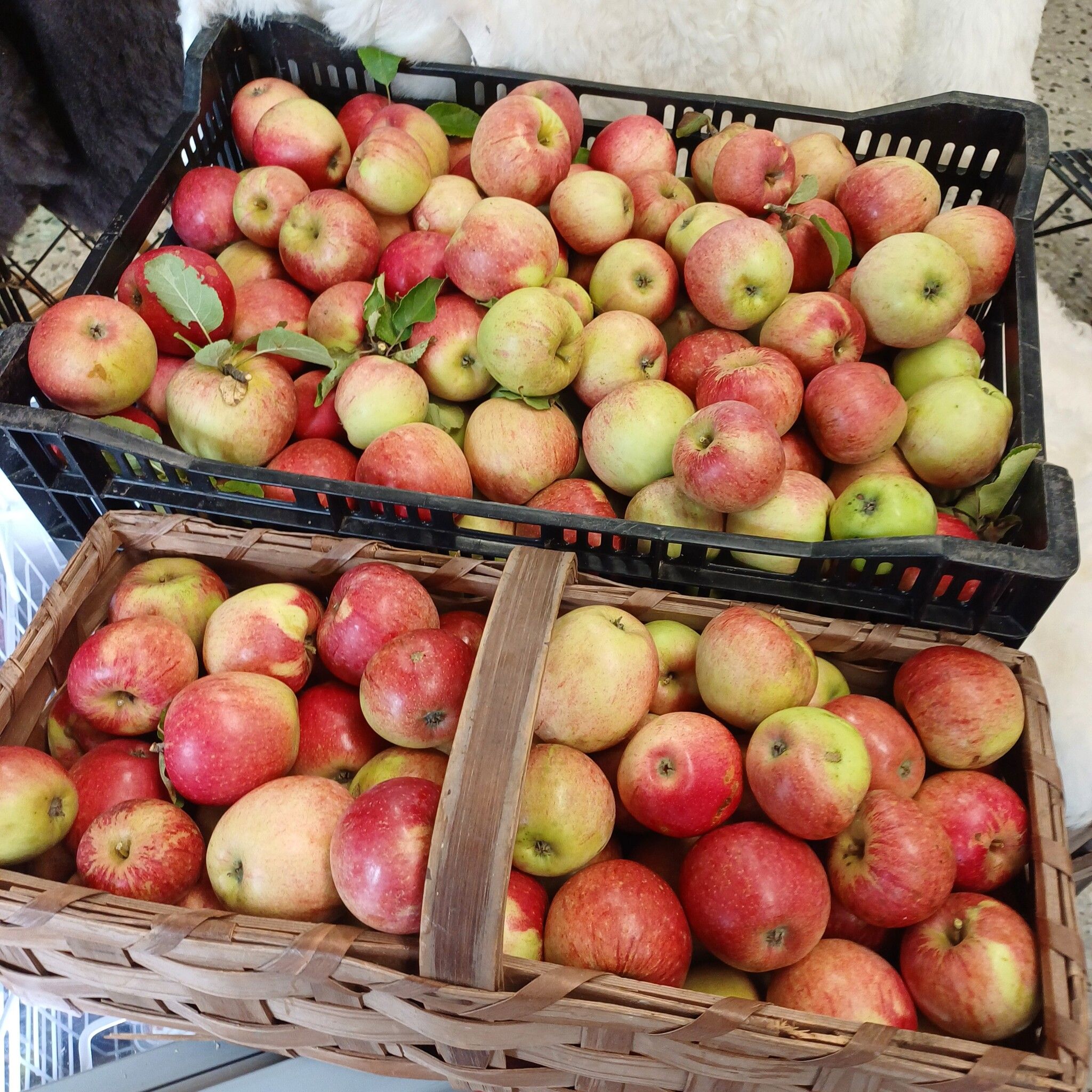 Äpple Värestorp