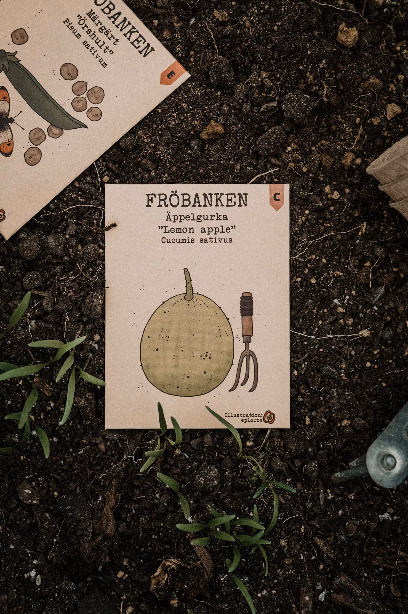Äppelgurka 'Lemon Apple', Fröbanken