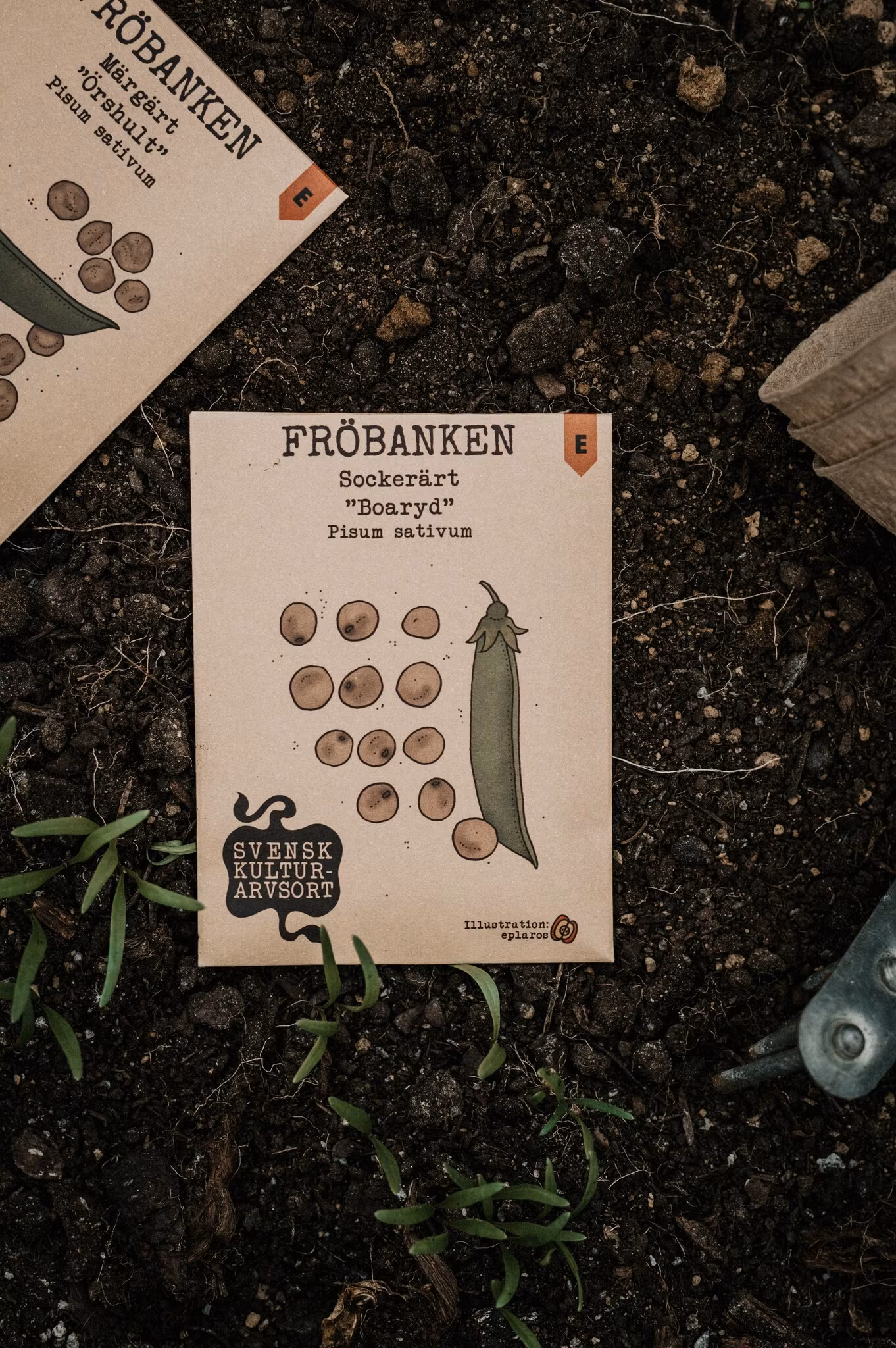 Sockerärt 'Boaryd', Fröbanken