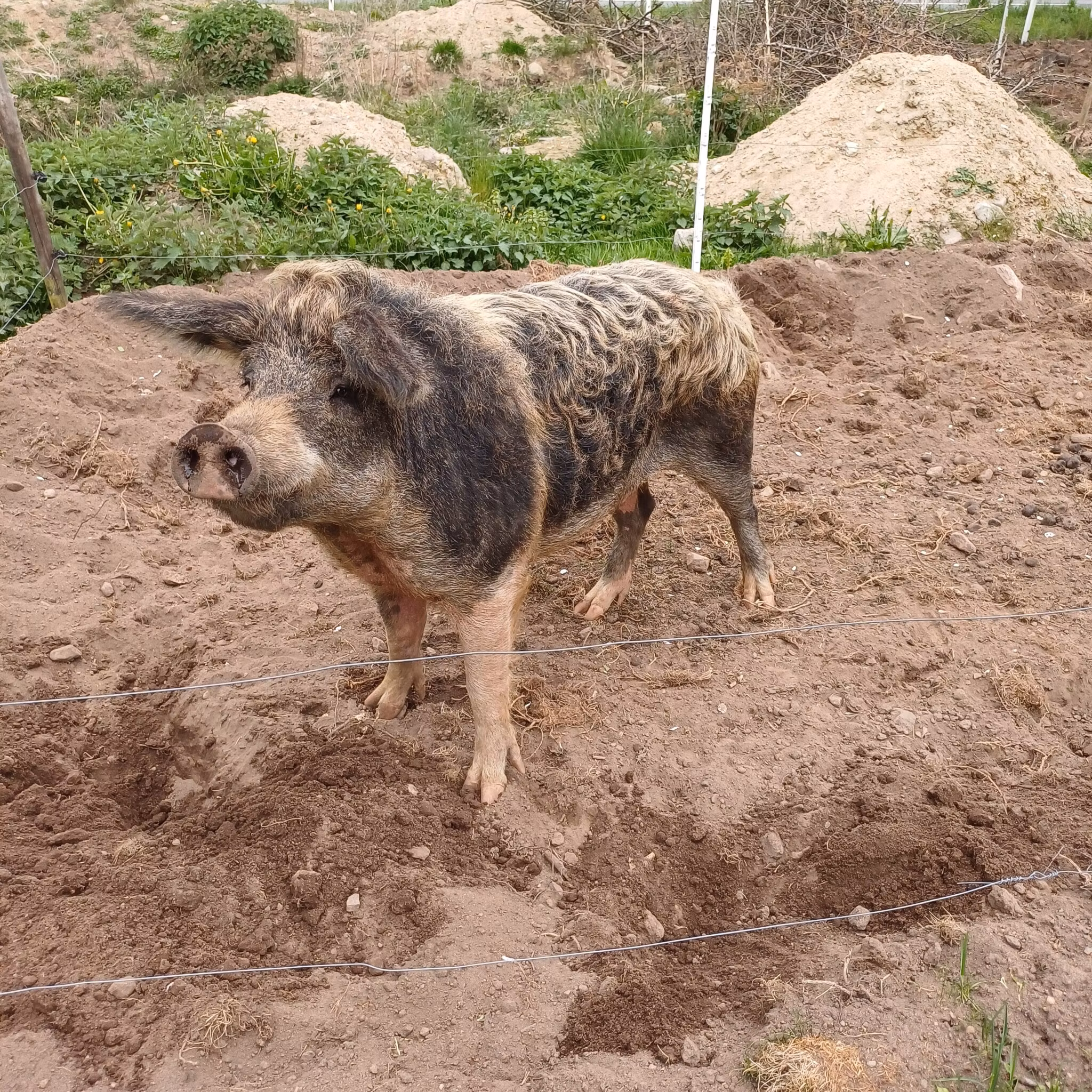 Grillkorvar av utegris 430g, 74% Björkbacka Gård