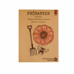 Zinnia 'Pumila Bordeux Salmon', Fröbanken