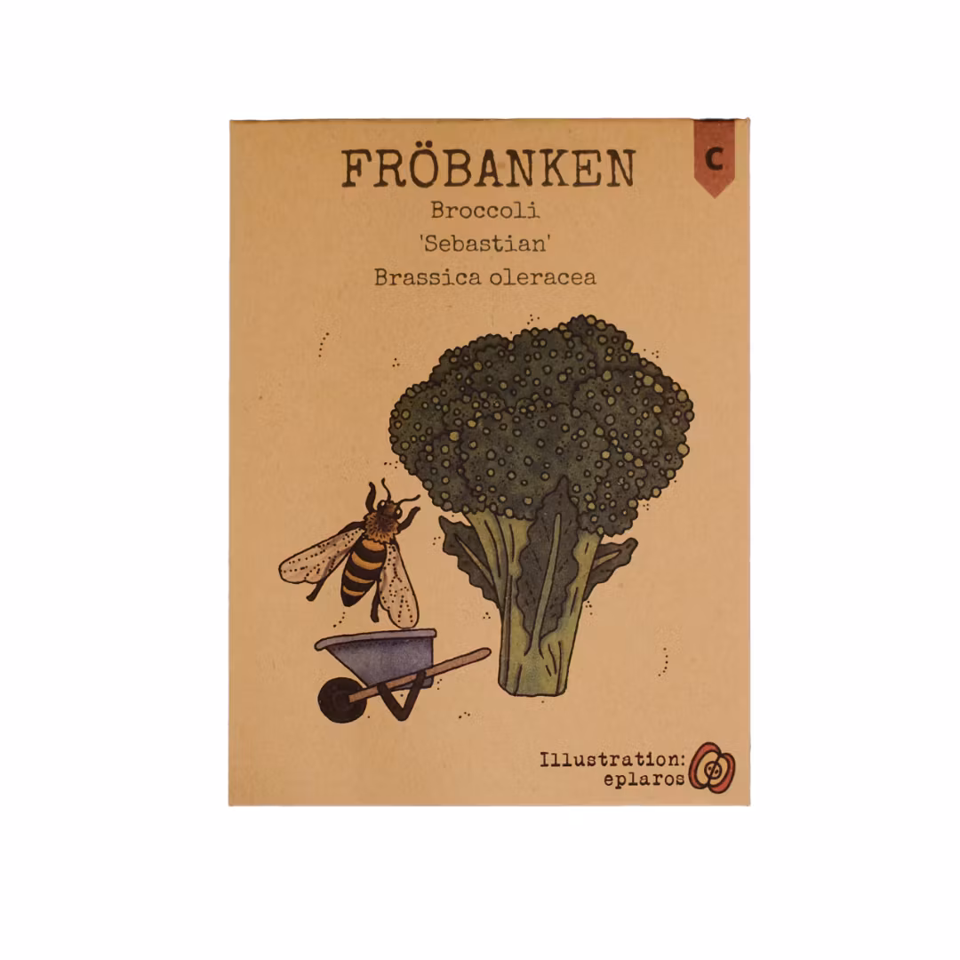 Broccoli 'Sebastian', Fröbanken