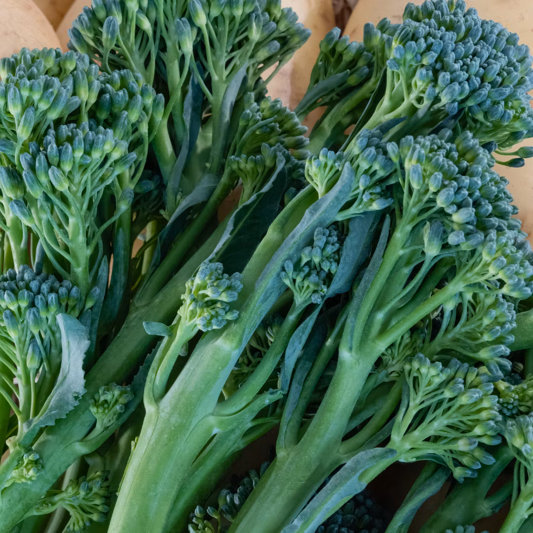 Broccoli 'Sebastian', Fröbanken