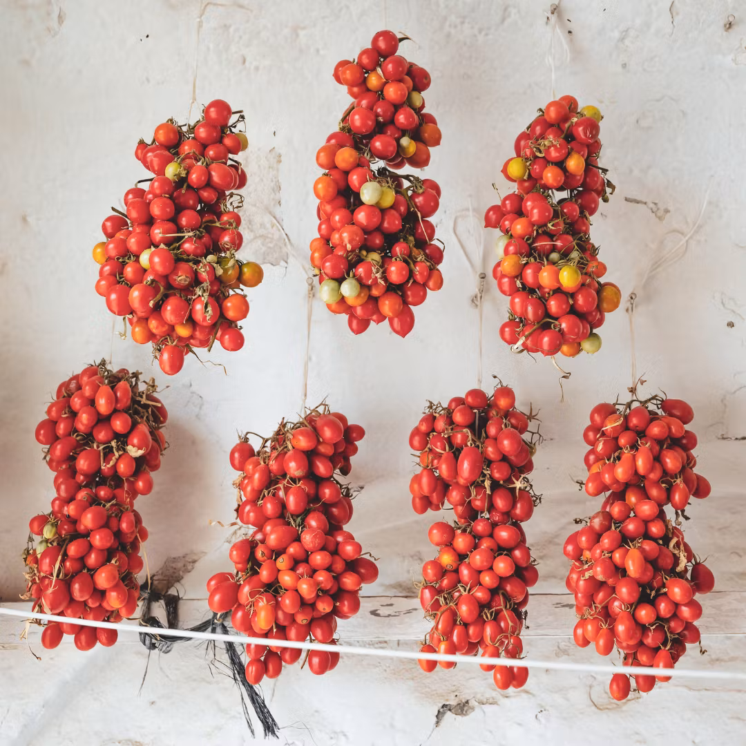 Tomat Piennolo 'Principe Borghese', Fröbanken