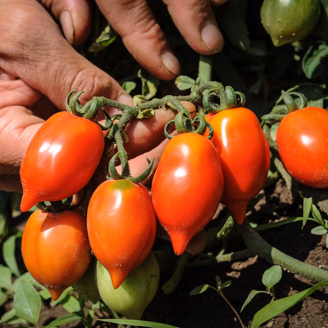 Tomat Piennolo 'Principe Borghese', Fröbanken
