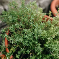 Timjan 'English Winter', Fröbanken