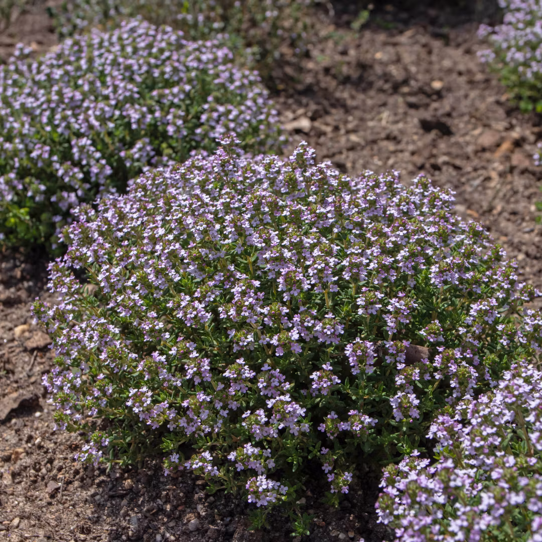 Timjan 'English Winter', Fröbanken