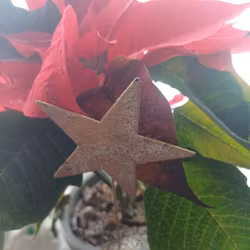 Stjärna, blomstick Guldfärgad