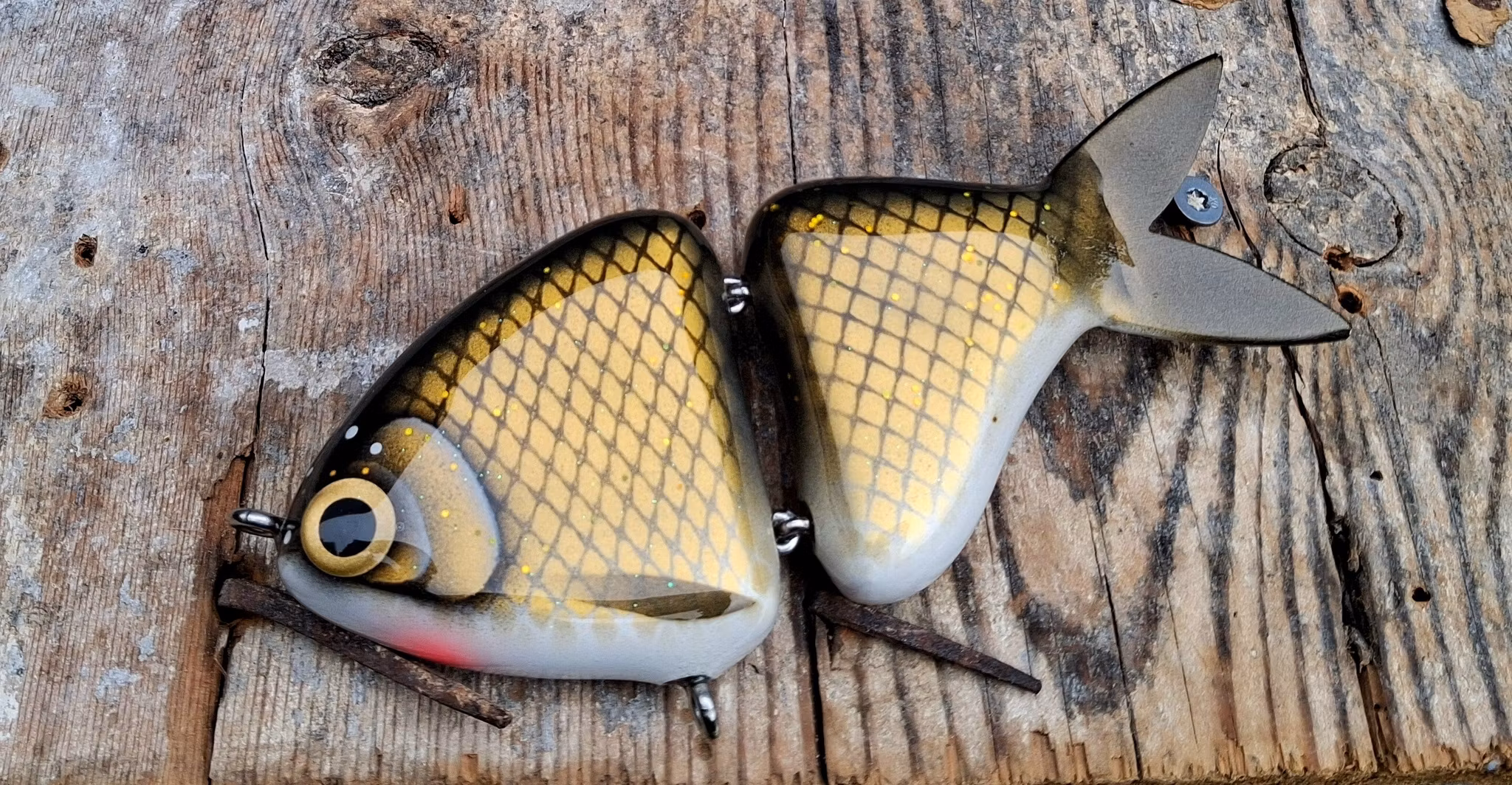 Jointed Buttface Bream