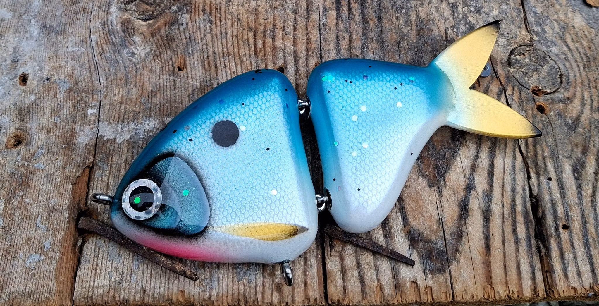 Jointed Buttface Bluebird Shad