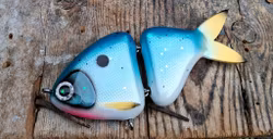 Jointed Buttface Bluebird Shad
